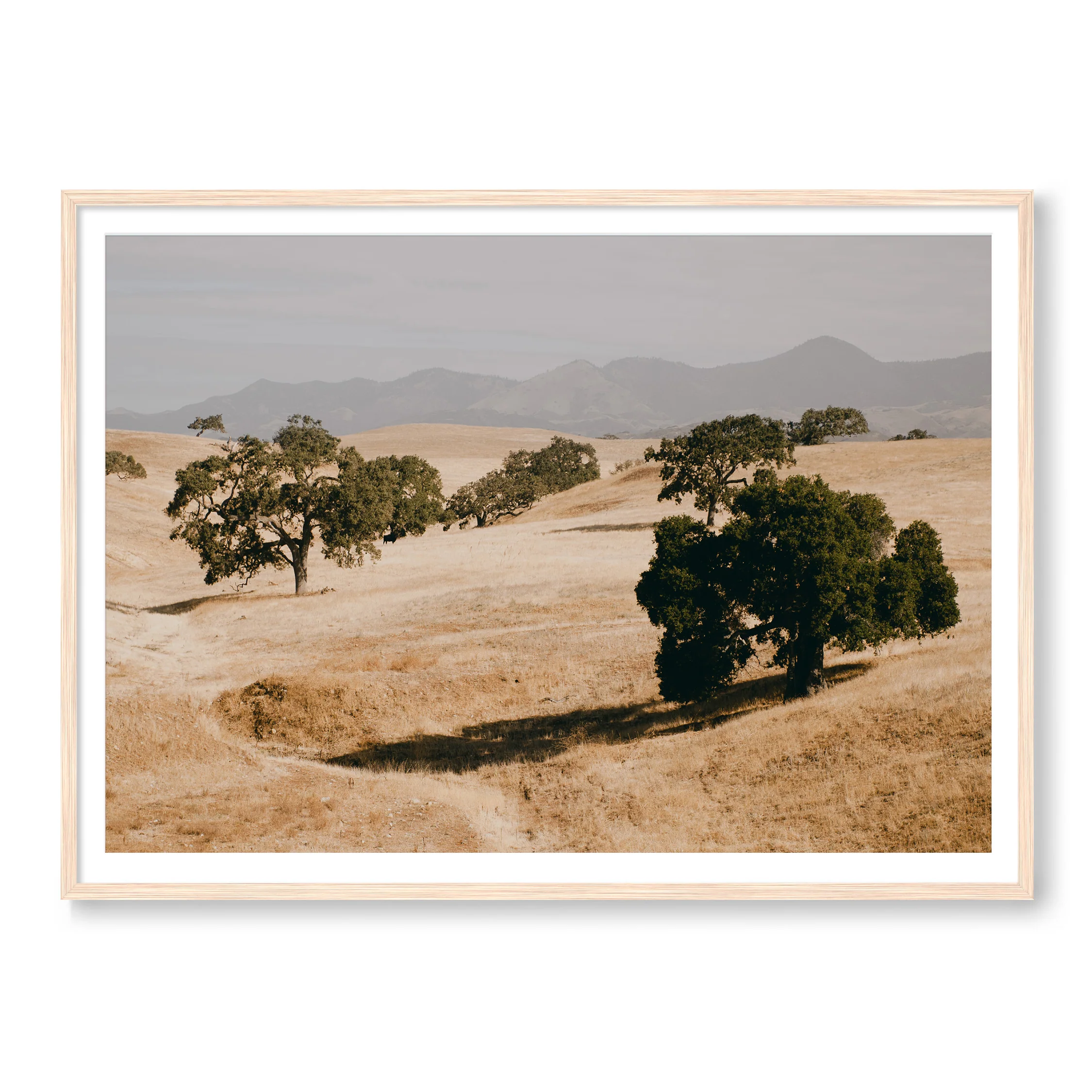 SANTA YNEZ - Image 3