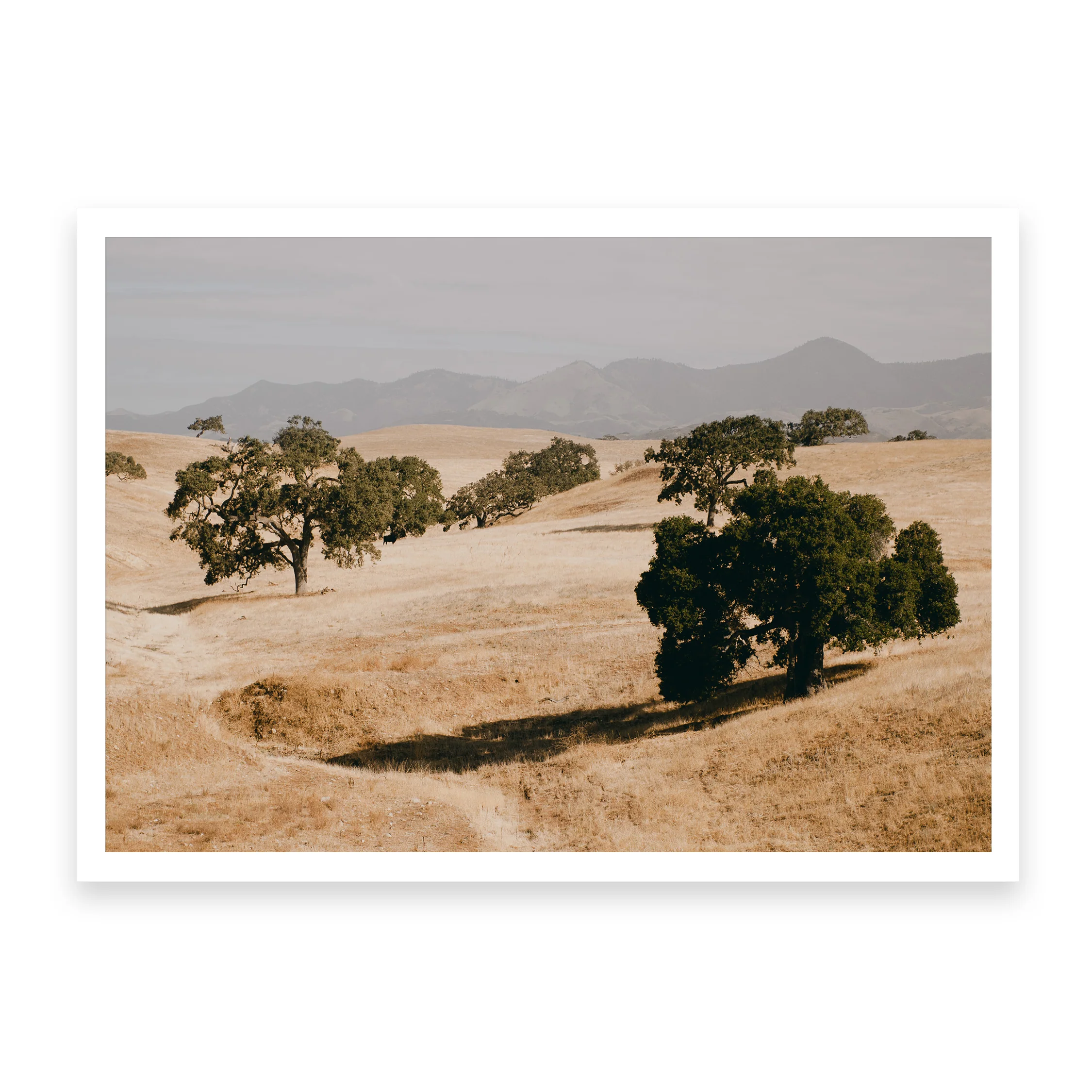SANTA YNEZ - Image 4